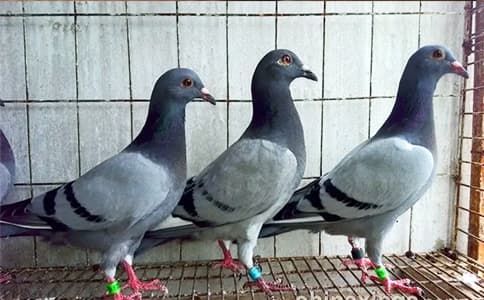 RFID腳環(huán)標簽對于信鴿信息化管理應(yīng)用